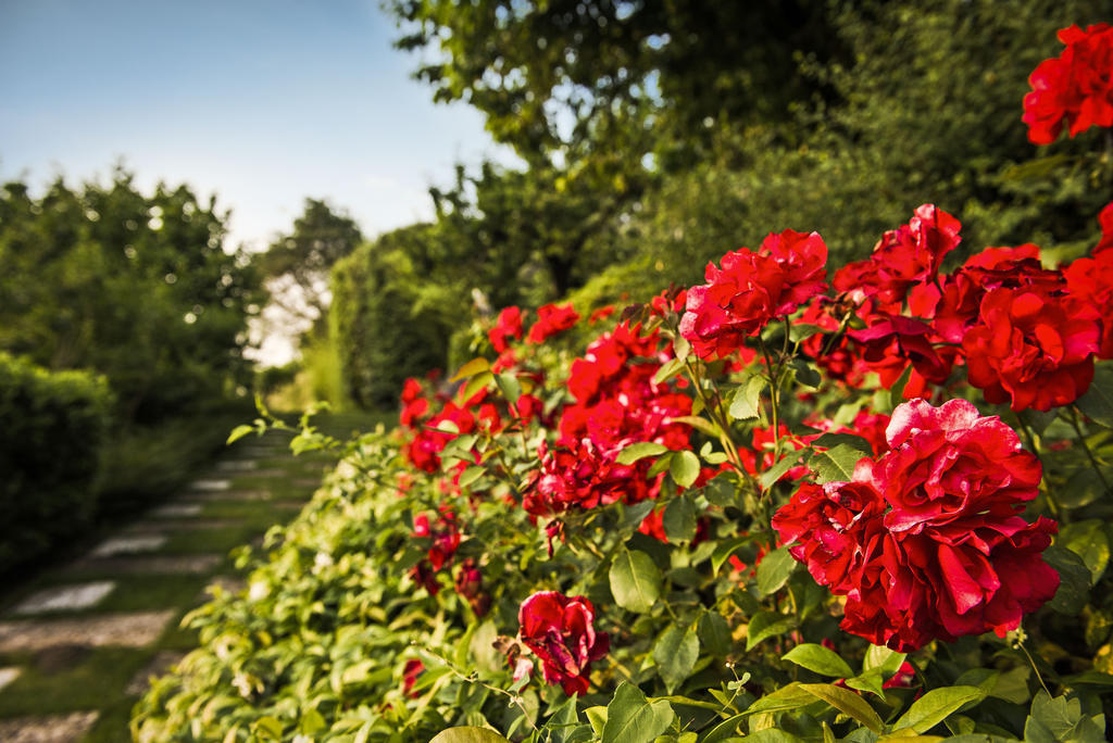 Corte Delle Cicale Bed & Breakfast Bardolino Dış mekan fotoğraf