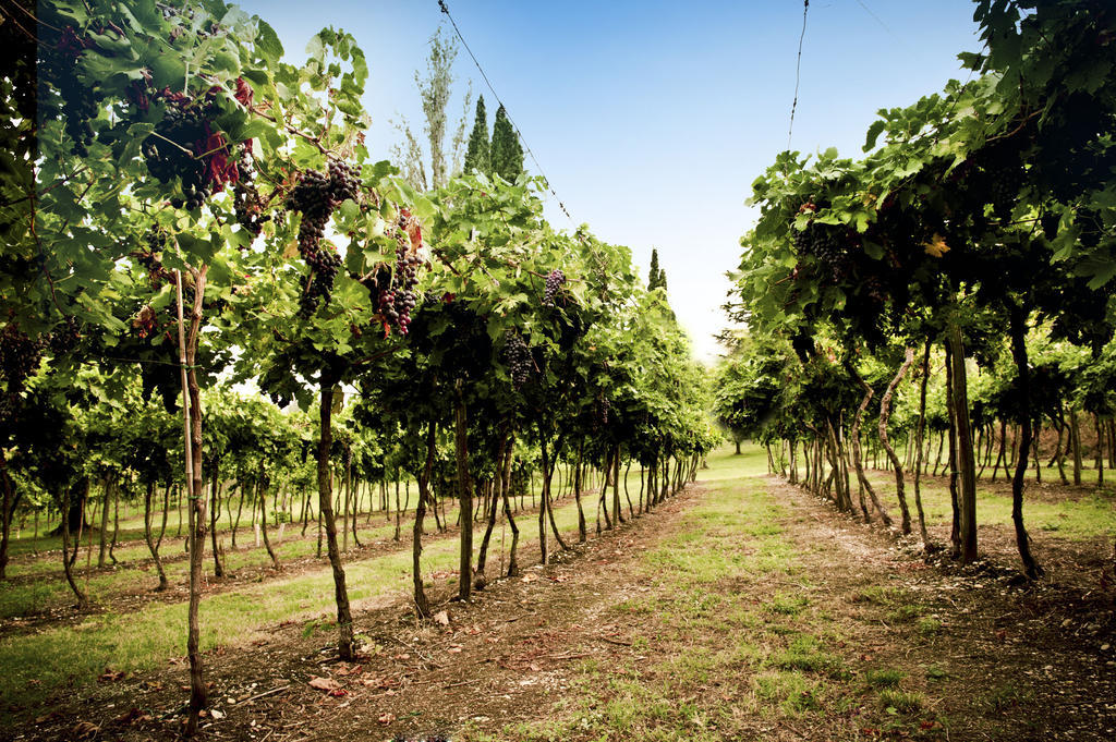 Corte Delle Cicale Bed & Breakfast Bardolino Dış mekan fotoğraf